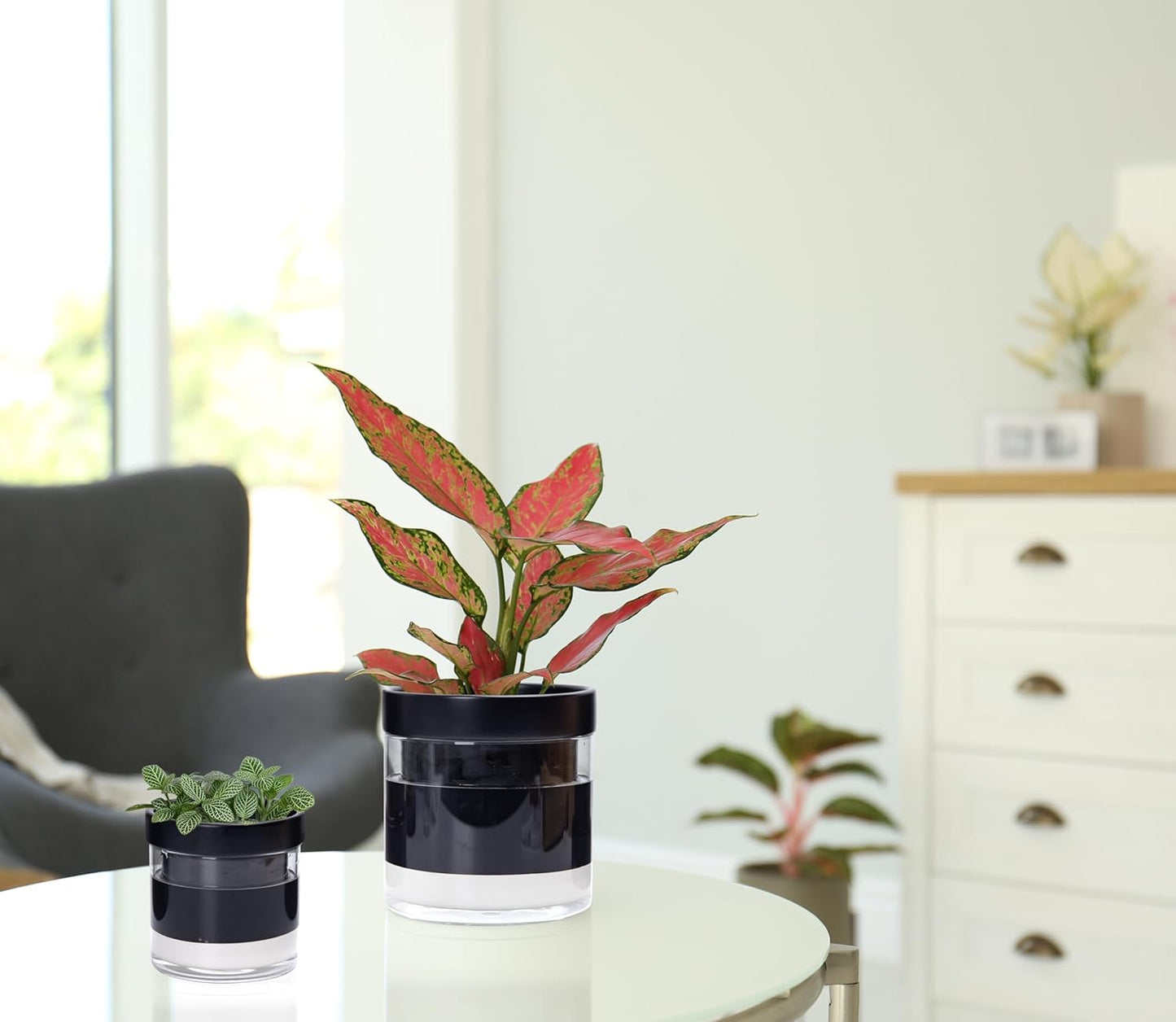 Phoenix Vine 6 Inch 4 Inch Self Watering Terracotta Planter, Black Terracotta Clay Pot with Glass Reservoir for Indoor Plants, Herbs, Flowers, 52-C-G-46