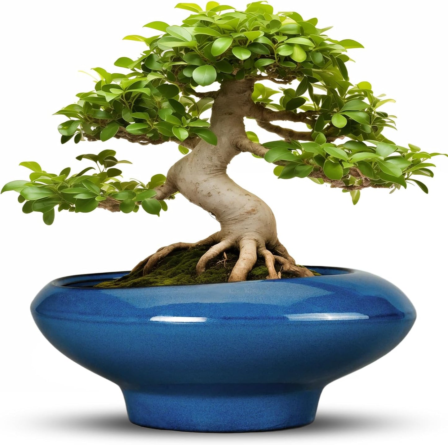 Bonsai Tree Pot 13 Inch - Ceramic Succulent Pots Large Bonsai Planter for Indoor Outdoor Plants Decorative Plant Pot with Drainage Hole Flower Pot for House Garden Room Home Decor Blue
