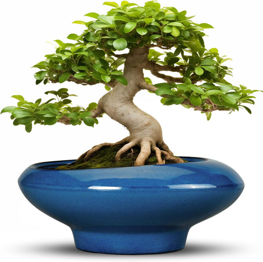 Bonsai Tree Pot 13 Inch - Ceramic Succulent Pots Large Bonsai Planter for Indoor Outdoor Plants Decorative Plant Pot with Drainage Hole Flower Pot for House Garden Room Home Decor Blue