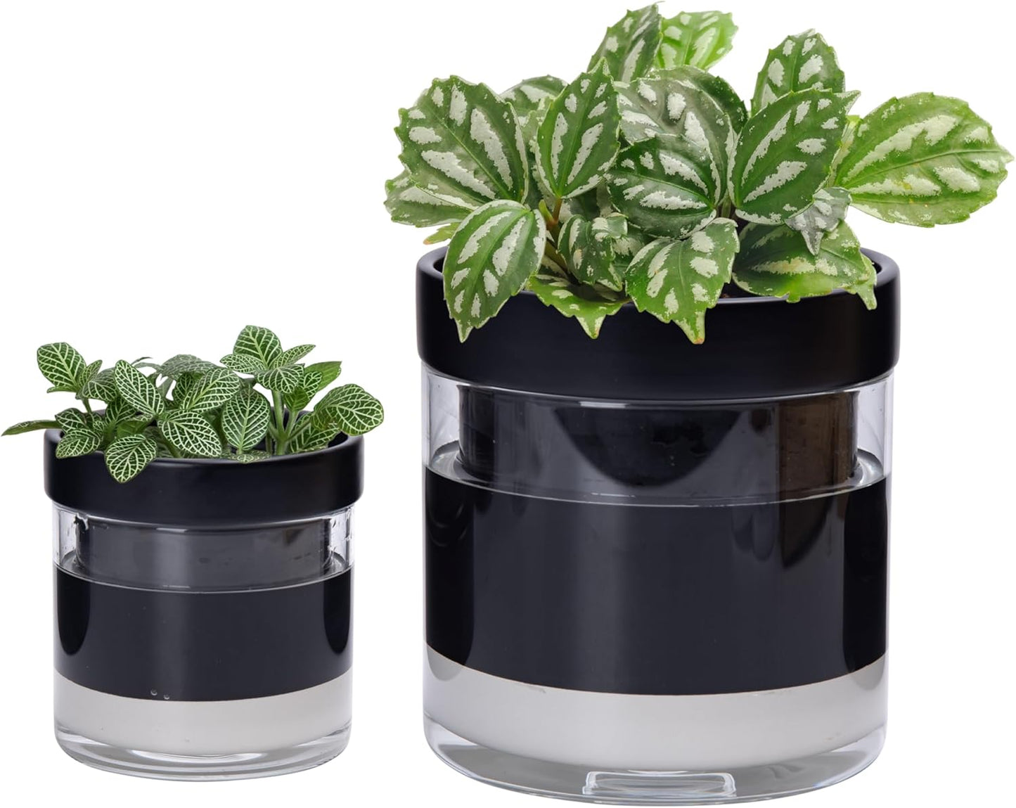 Phoenix Vine 6 Inch 4 Inch Self Watering Terracotta Planter, Black Terracotta Clay Pot with Glass Reservoir for Indoor Plants, Herbs, Flowers, 52-C-G-46