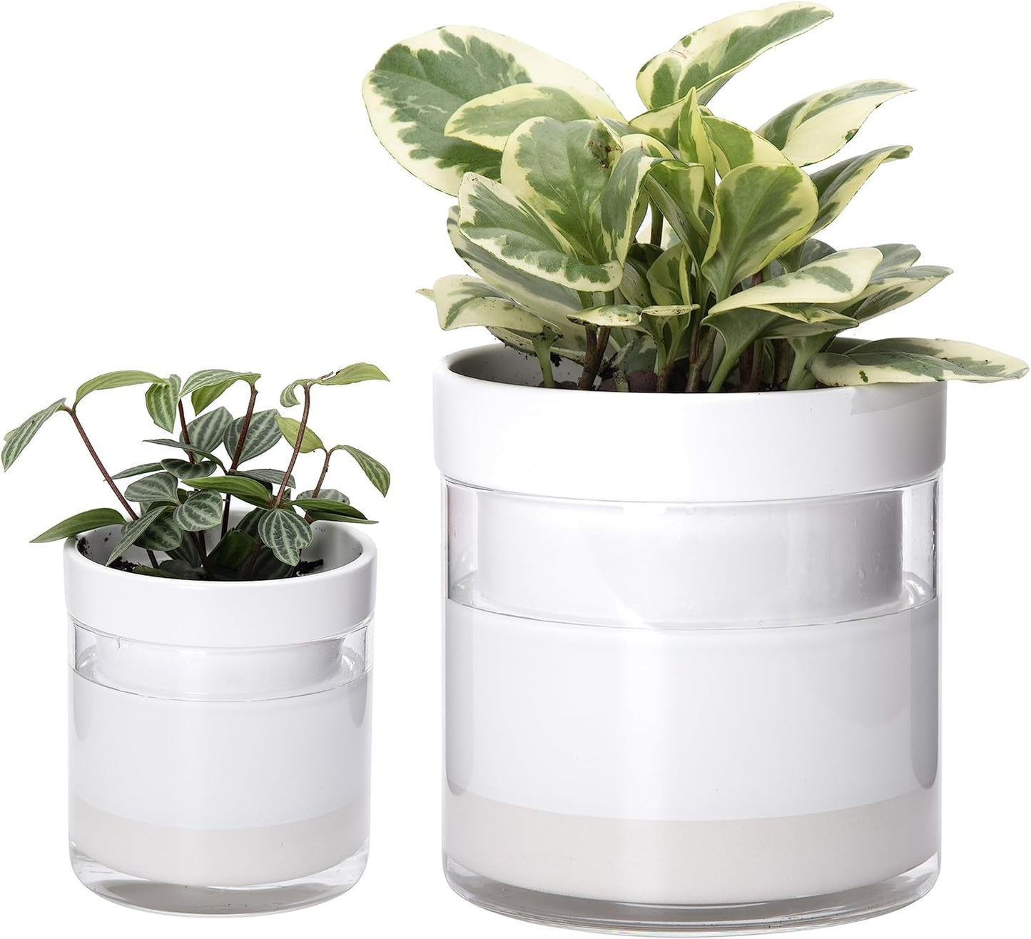 Phoenix Vine 6 Inch 4 Inch Self Watering Planter, White Terracotta Clay Pots with Glass Reservoir for Indoor Plants, Herbs, Flowers, 52-B-G-46