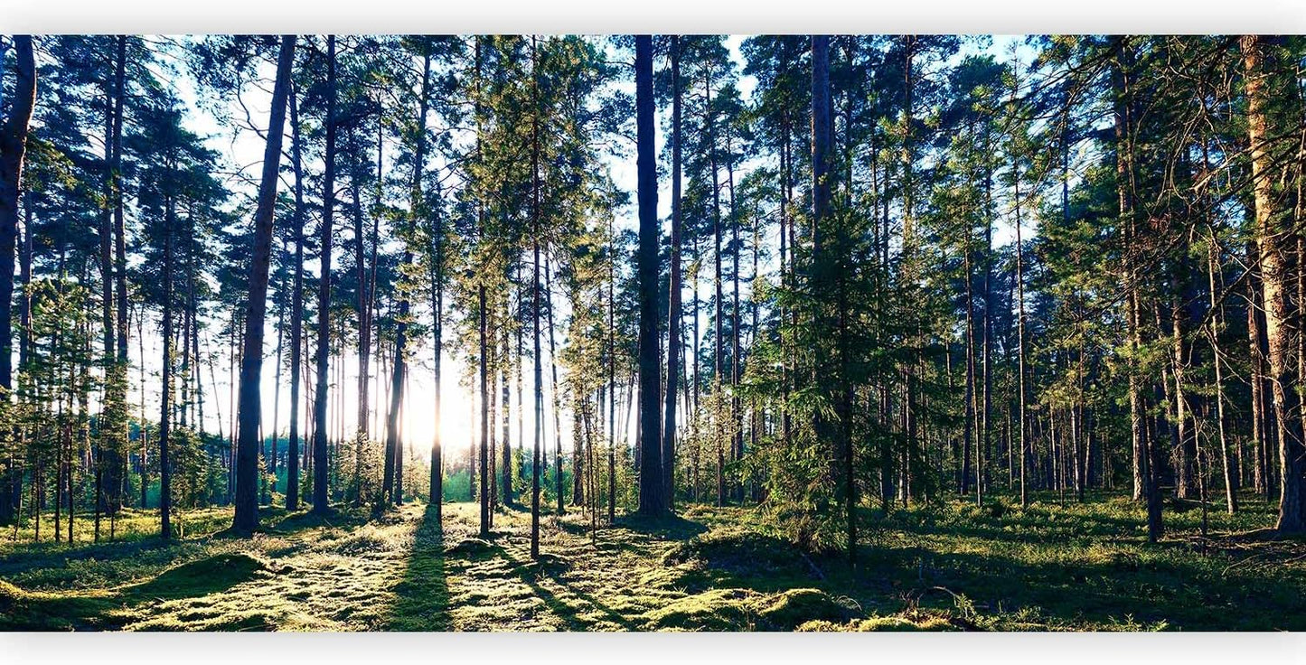 artgeist Premium Wall Mural Forest 216x98 in - Non-Woven Photo Wallpaper Art Print Fleece Wall Mural Decoration Forest Trees Sunris c-B-10185-a-a