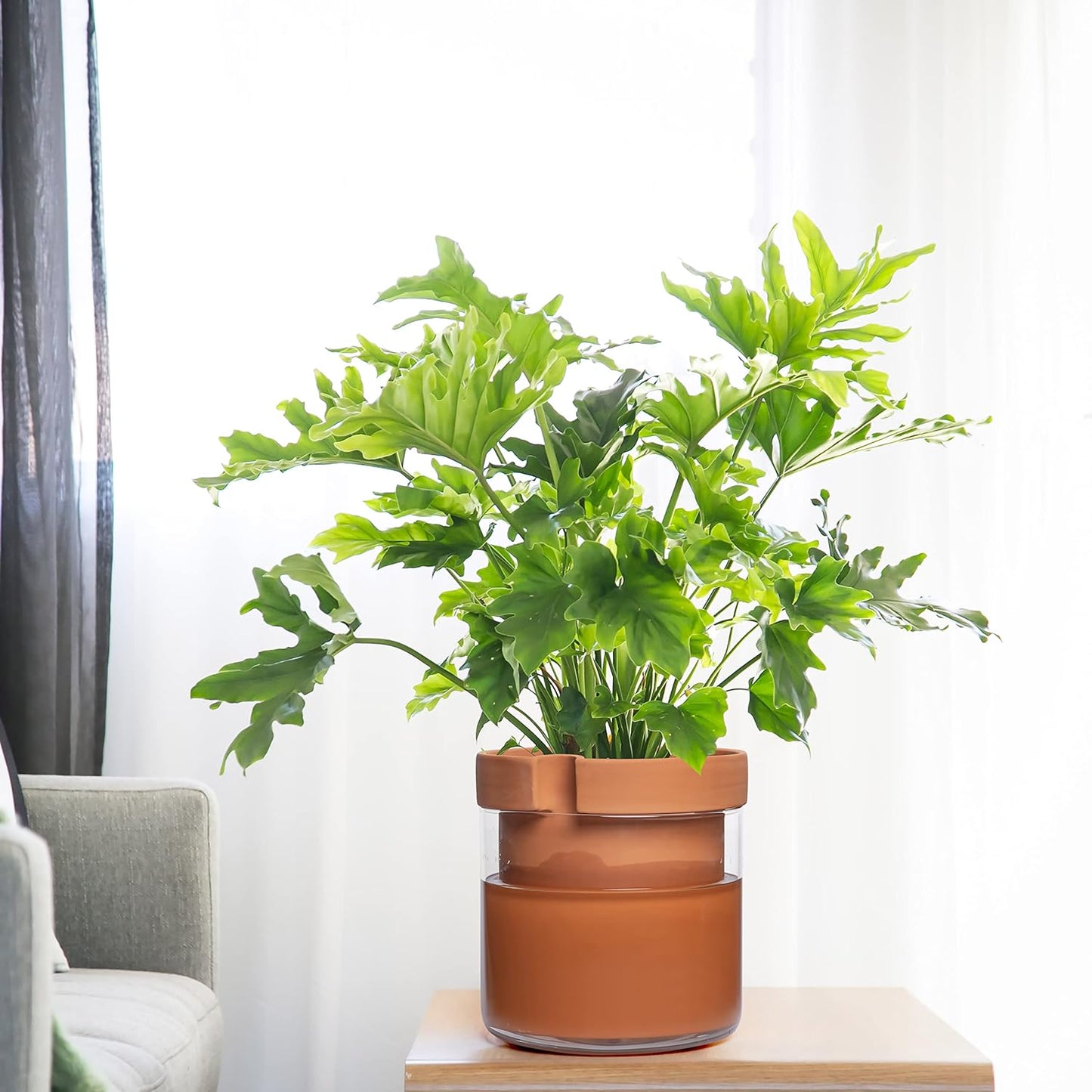 Phoenix Vine 10 Inch Self Watering Planter Pot, Terracotta Clay Pot with Glass Reservoir for Indoor Plants, Herbs, Flowers, Set of 1, 52-A-I-1