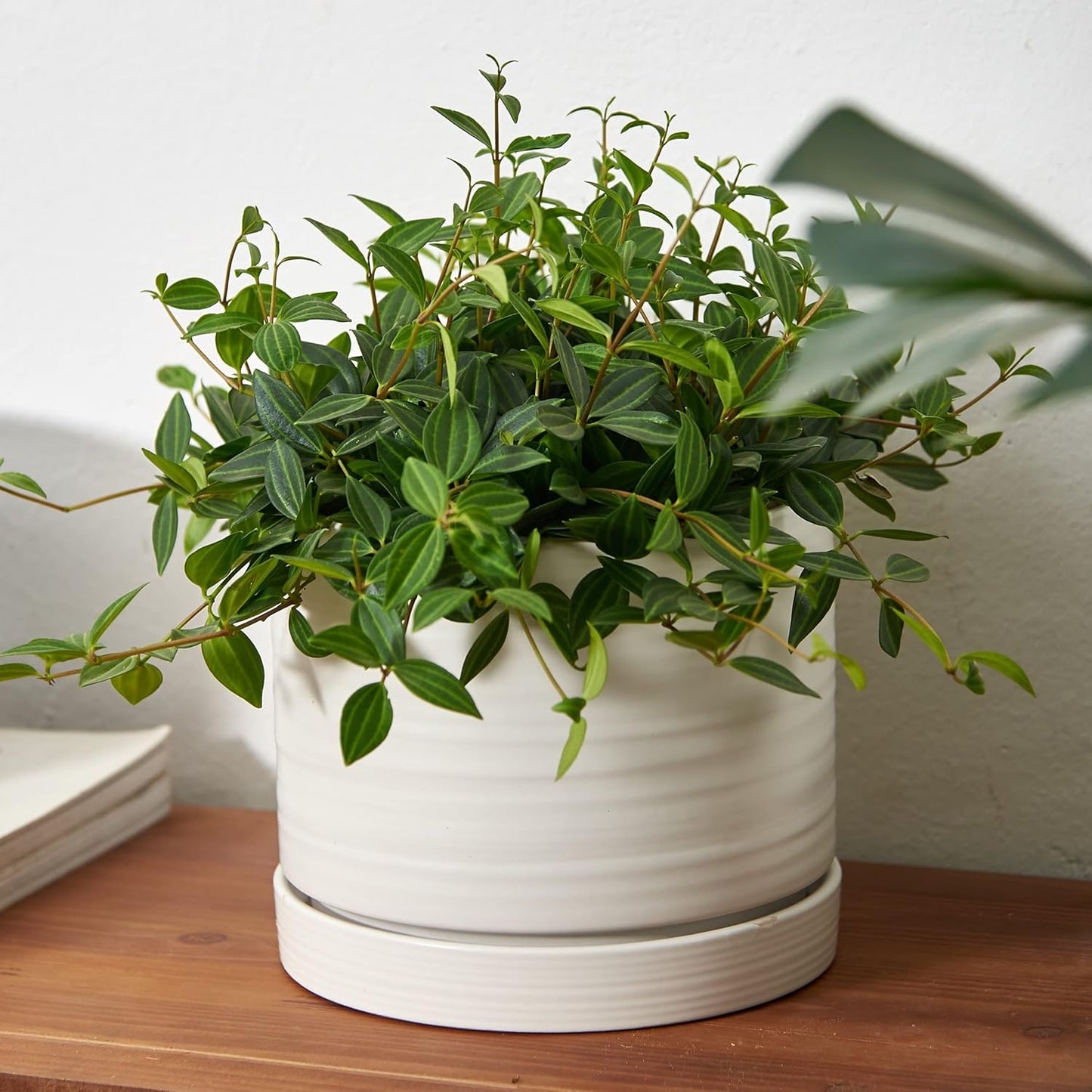 8 Inch Pots for Plants, Ceramic Planter Pot with Drainage Hole & Saucer, Indoor/Outdoor Cylinder Round Planter Pot, Matte White