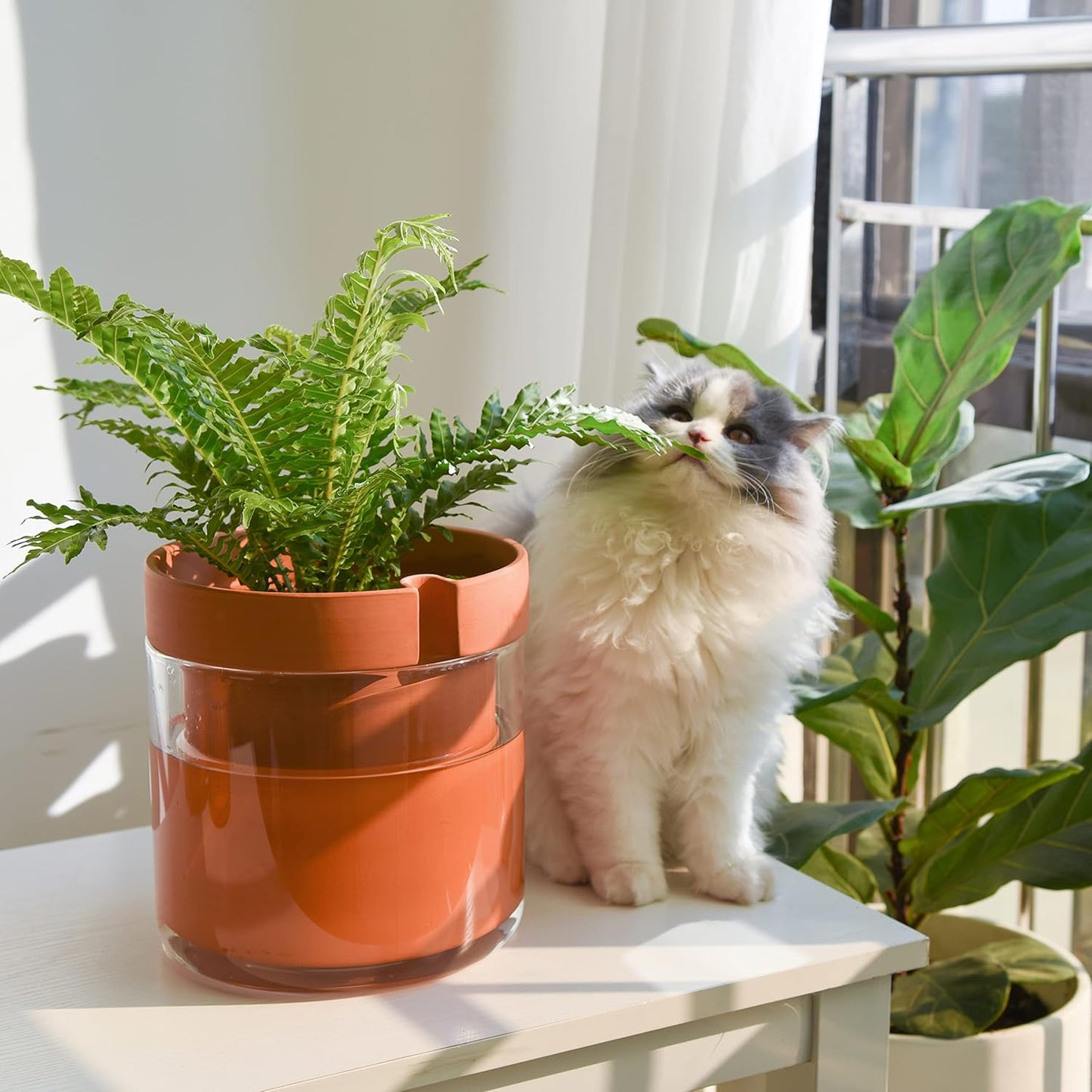 Phoenix Vine 8 Inch Self Watering Planter Pot, Terracotta Clay Pot with Glass Reservoir for Indoor Plants, Herbs, Flowers, Set of 1, 52-A-H-1